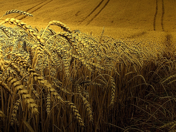 wheat.jpg