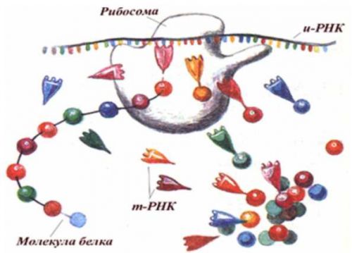 Схема биосинтеза белка 10 класс