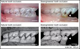 014_teeth1_0eb17.jpg