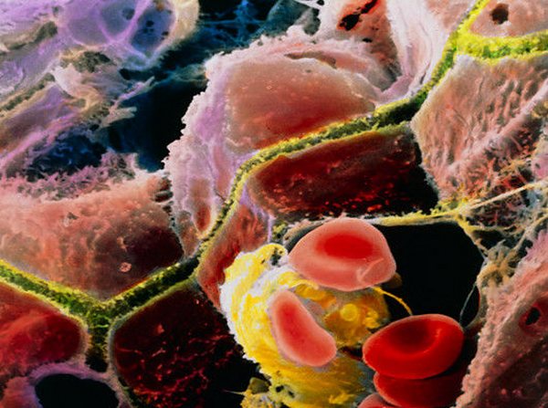 p5300088-coloured_sem_of_liver_cells_and_bile_canaliculi-spl.png