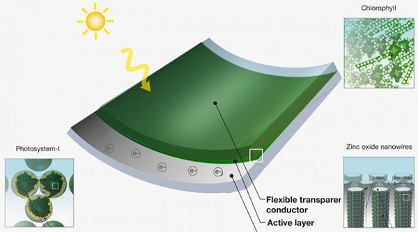 grass-solar-power1-640x353_600.jpg