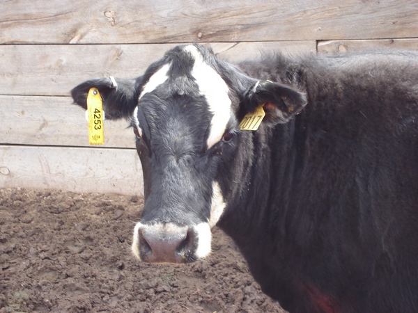 cow_with_rfid_tag.jpg