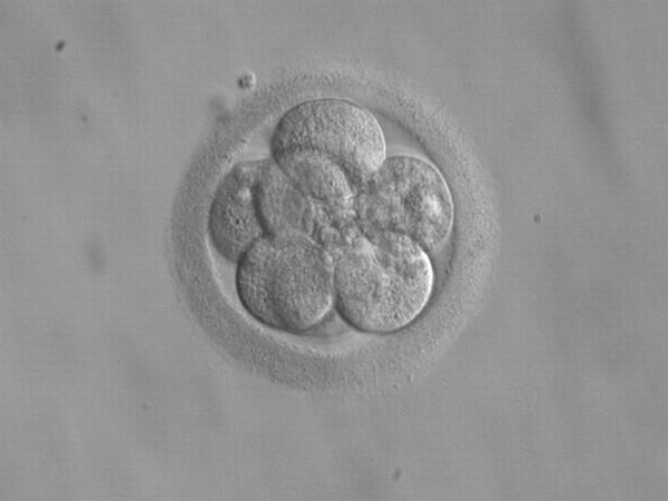 embryo_8_cells.jpg