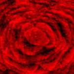 nt-mdt-rose.jpg