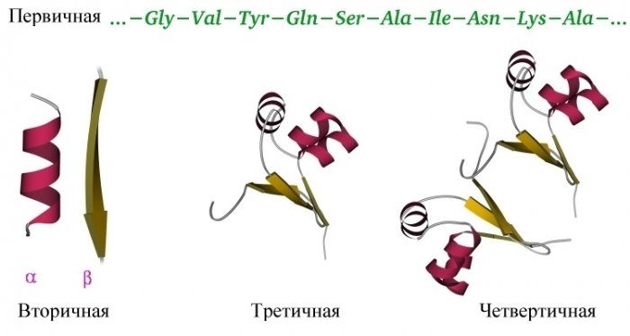 habrahabr-protein-7.jpg