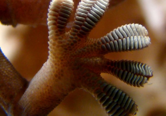 gizmonews-gecko-foot.jpg