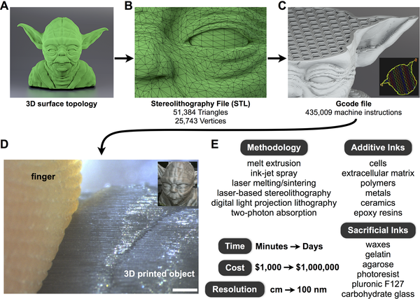 3dtoday-bio-1_0.png