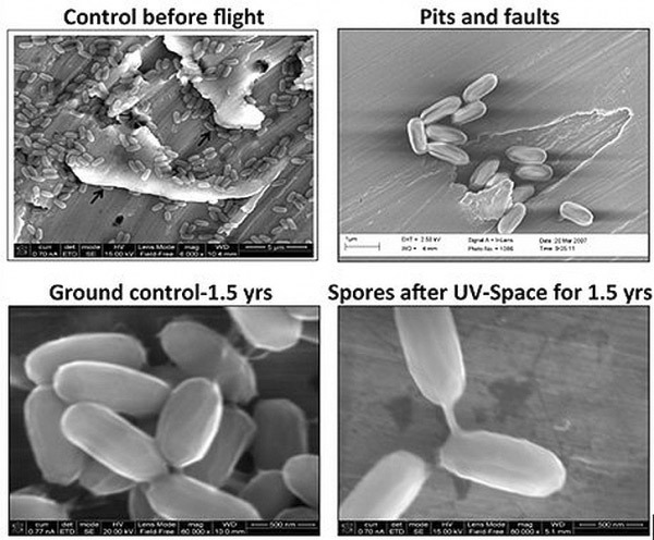 geektimes-madagaskar-bacterium.jpg