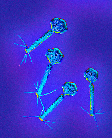 nkj-bacteriofag-1.jpg