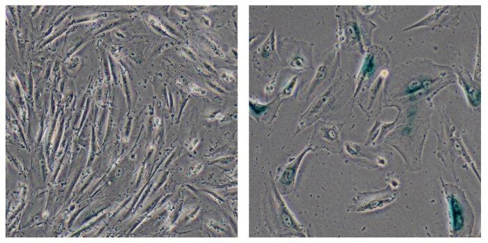 nkj-about-dna-2.jpg