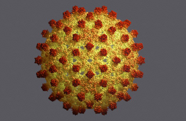 nkj-virus-1.jpg