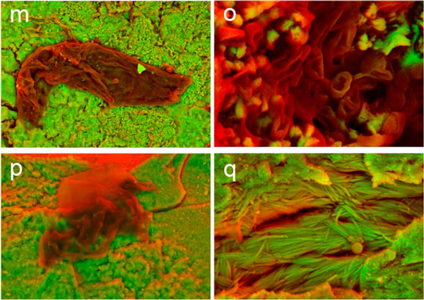 elementy-fibres_and_cellular_structures_preserved_in_dinos_2_600.jpg