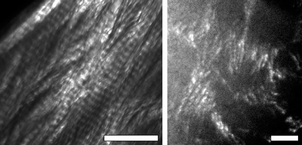 elementy-fibres_and_cellular_structures_preserved_in_dinos_3_600.jpg