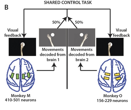 nplus1-aip-brain-net-2.jpg