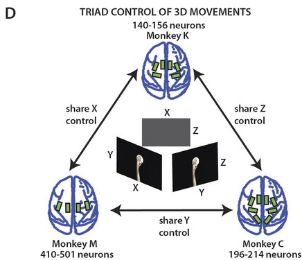 nplus1-aip-brain-net-4.jpg