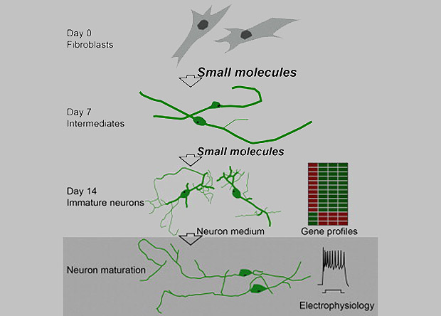 nplus1-skeen-to-neurons-transformation-1.jpg