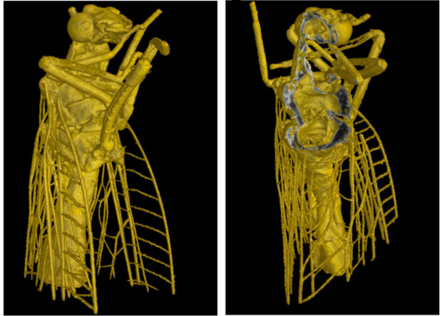 nplus1-x-rays-3d-pic.jpg