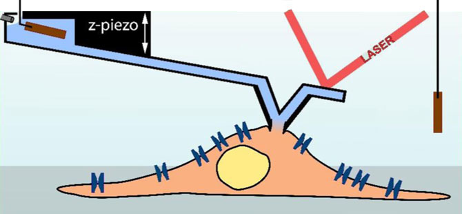 cell-membrane-ichannel.jpg