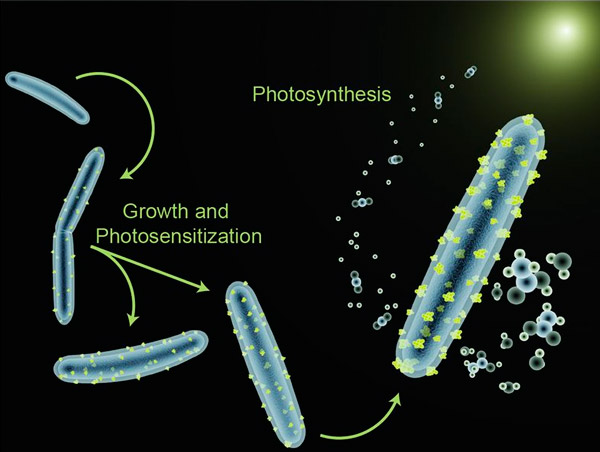 self_photosensitization_of_nonphotosynthetic_bacteria_1_600.jpg