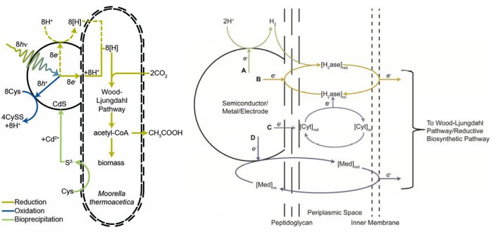 self_photosensitization_of_nonphotosynthetic_bacteria_3_1200.jpg