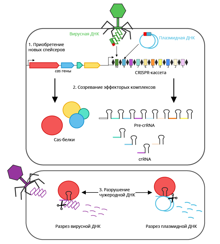 Crispr cas. Технология редактирования генома CRISPR/cas9. CRISPR CAS система бактерий. CRISPR cas9 спейсер. Иммунная система бактерий CRISPR.