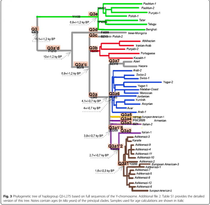 Гаплогруппа q. Филогенетическое Древо гаплогрупп. Дерево гаплогрупп y-ДНК. Дерево гаплогрупп человечества.