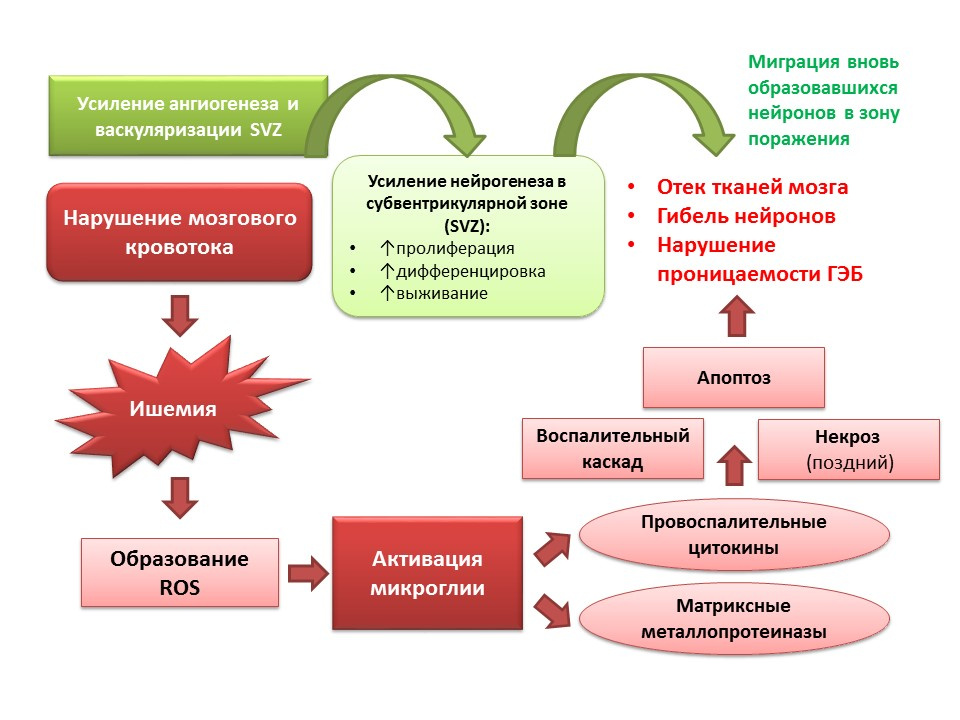 Нейтронная терапия презентация