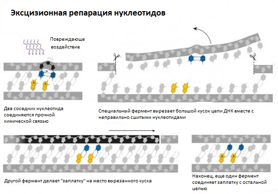 Пеметрексед цисплатин схема