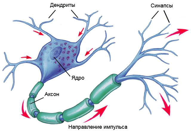 Строение нервной клетки рисунок