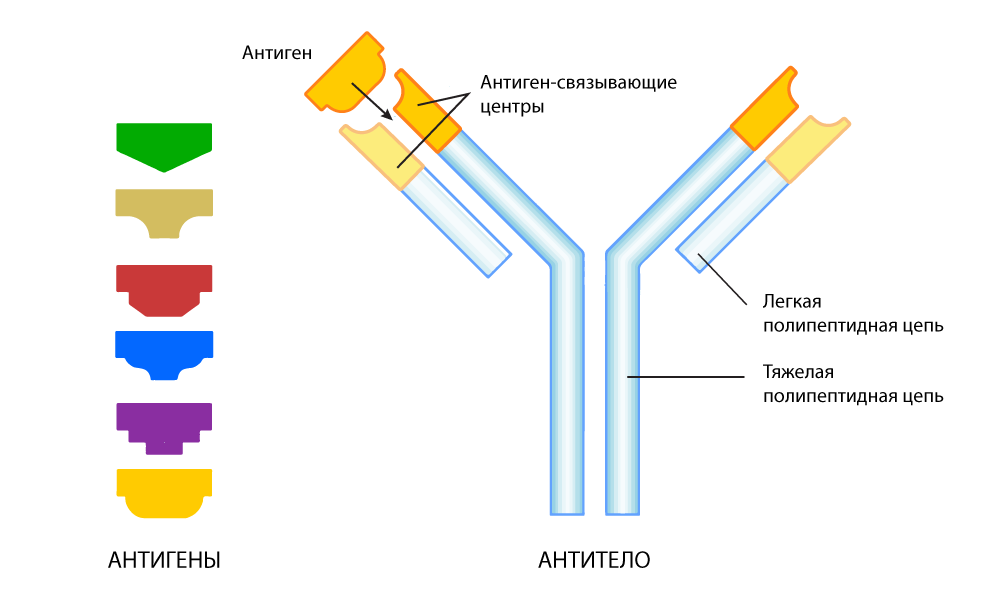 Антиген антитело что это. Антиген антитело схема. Иммунный комплекс антиген антитело. Комплекс антиген антитело схема. Антитела и антигены рисунок.