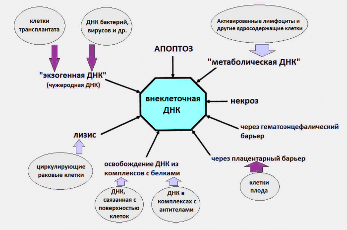 Днк компьютер принцип работы