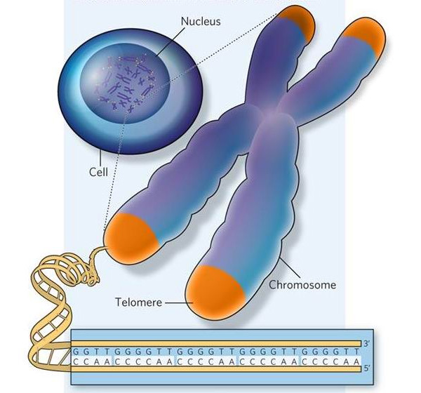 telomeres3.jpg