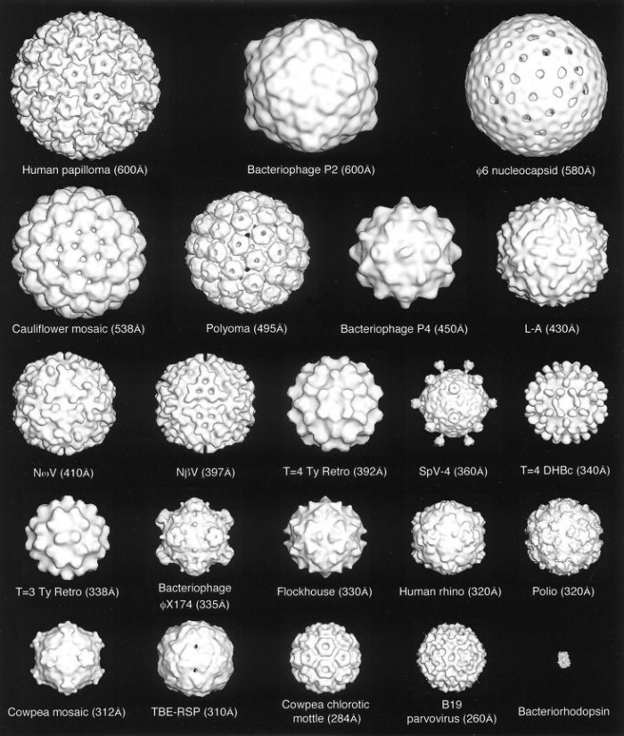 visual-science_ch2_2.jpg