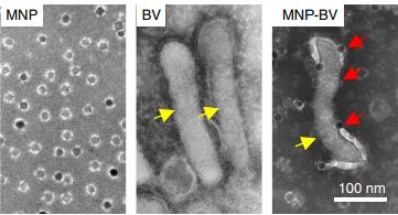 nanochasticy1.jpg