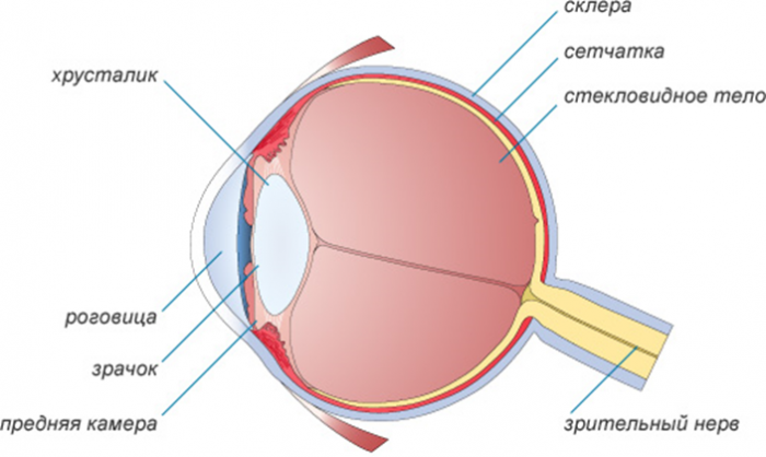 Анатомия схема глаза